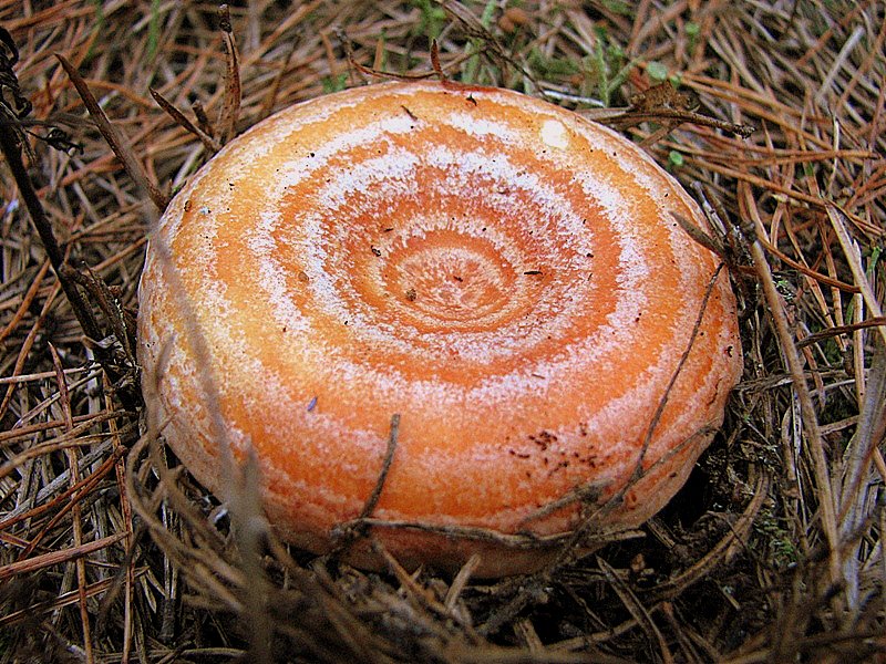 Какой гриб рыжик. Рыжик Сосновый/Боровой (Lactarius deliciosus);. Сибирский Рыжик. Рыжики грибы. Рыжик Боровик.