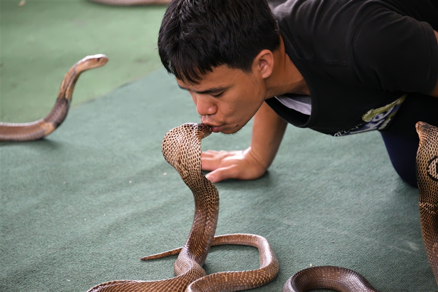 Snakethug. Поцелуй королевской кобры. Змея для детей. Дети со змеями.