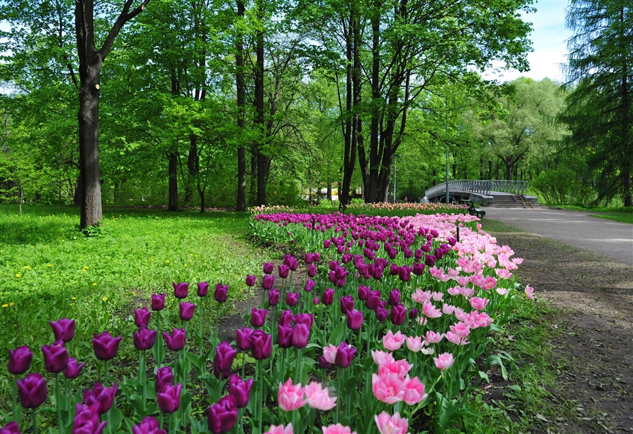 Картинки в парке весной