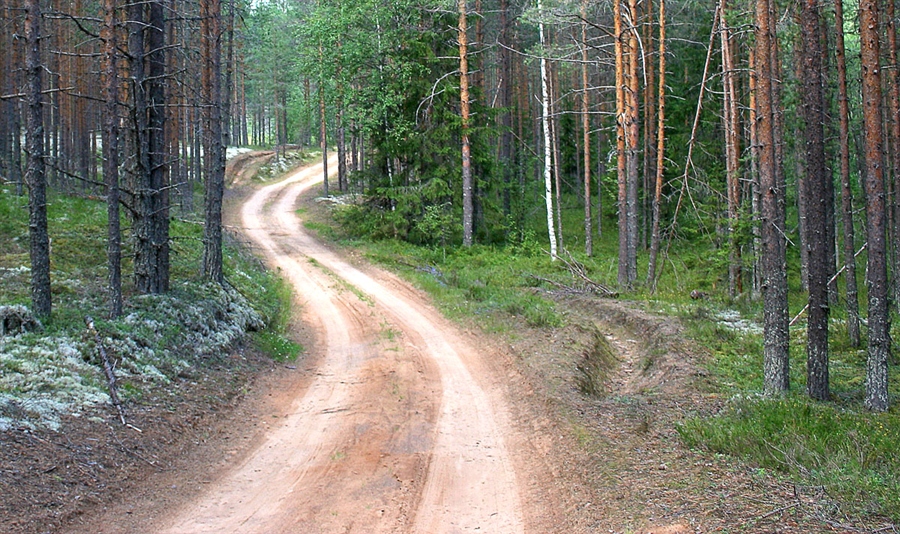 Дорога через лес фото