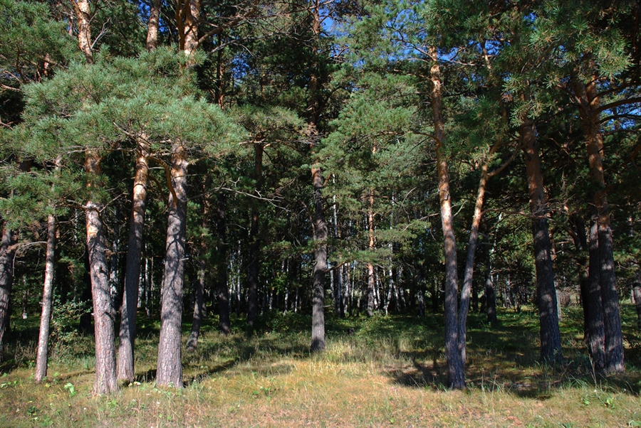 Калейдоскопом лесной. Калейдоскоп лес. Калейдоскоп Лесной. Калейдоскоп леса.