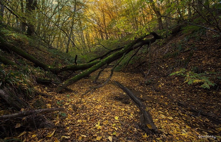 Овраг фото в природе Фото жизнь - fotolona - корневой каталог - На дне оврага