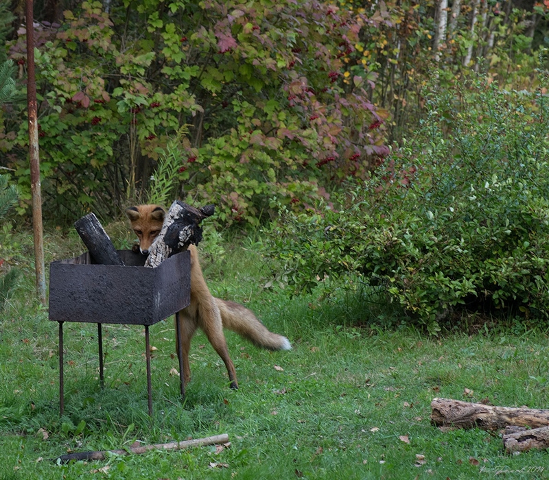 Кот жарит шашлык картинки