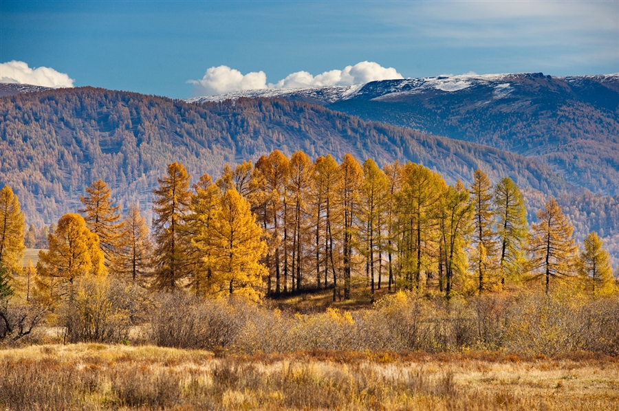 Феникс алтайский фото