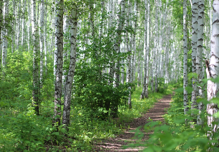 Березовый край фото