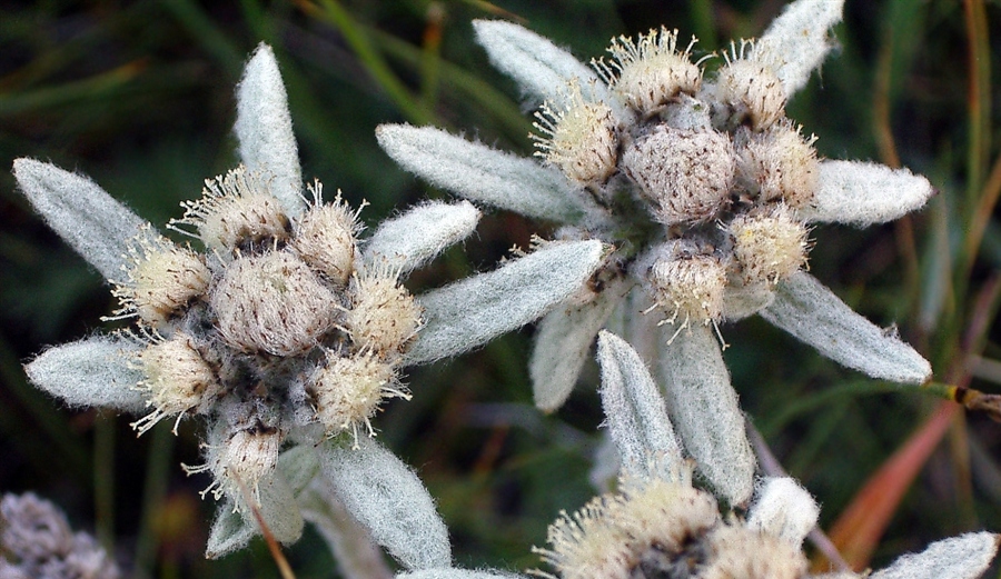 Leontopodium alpinum Cass Эдельвейс Альпийский