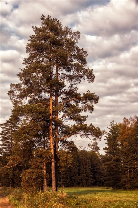 Корабельная сосна фото