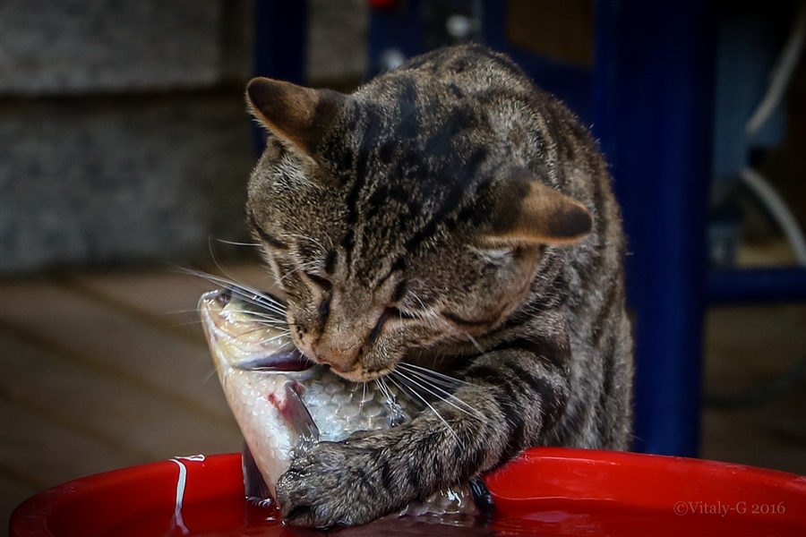 Картинки с котом рыболовом