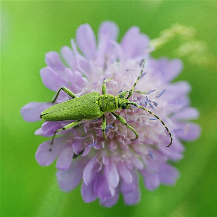 Короставник семена