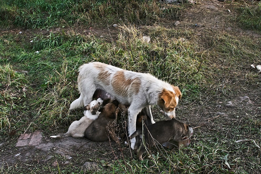 Картинка кормящая собака