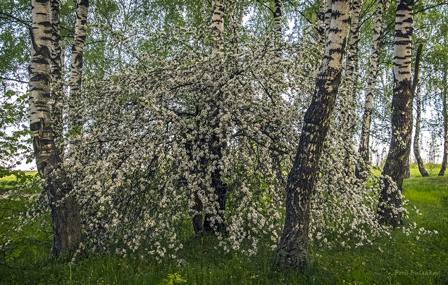 Цветение березы в москве в 2024 году. Сибирская береза кустарники. Береза весной. Цветущая береза. Береза ранней весной.