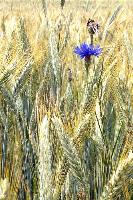 Пшеница василек