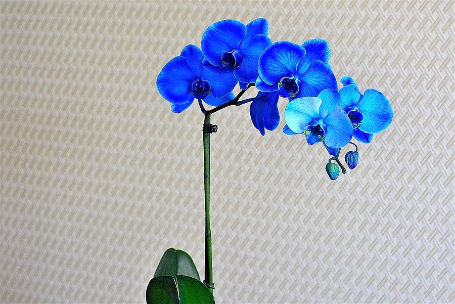 Синяя орхидея в горшке. Орхидея фаленопсис голубая. Орхидея фаленопсис синяя. Фаленопсис синий. Фаленопсис голубой.