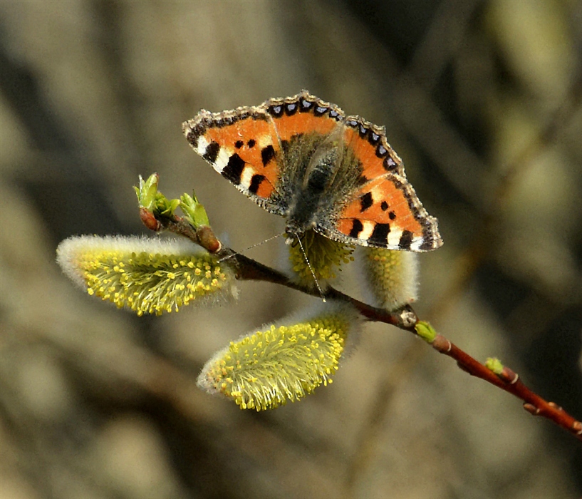 Первая бабочка весной фото. Бабочка на вербе. Первые весенние бабочки. Первые бабочки весной.