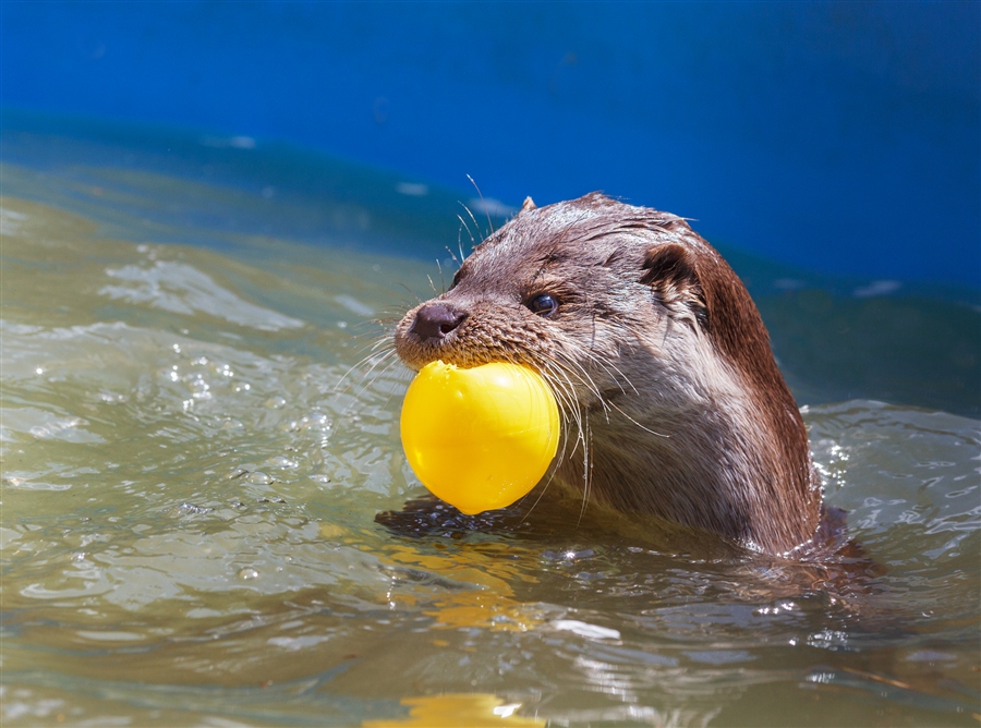 выдра речная. речная выдра новосибирской области. девятнадцать выдр. калан кушает. выдра великобритании.