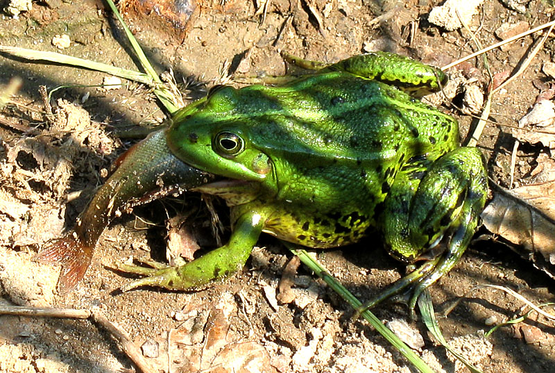 Приготовленная лягушка. Что можно есть лягушкам. Куча жаб. Прудовая лягушка питание. Сверчковая квакша.