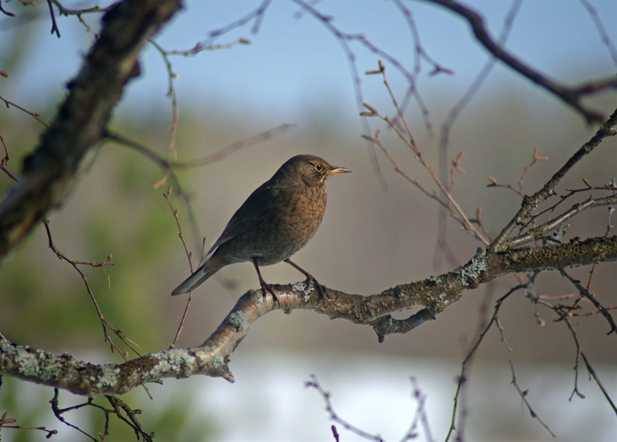 Птицы свердловской области фото и название летние