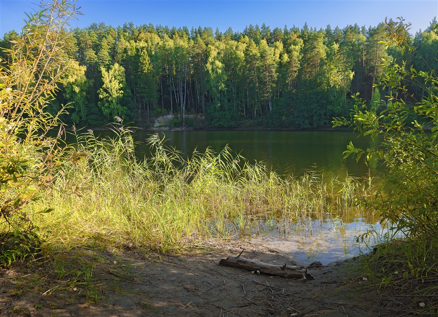 Картина лесистый берег