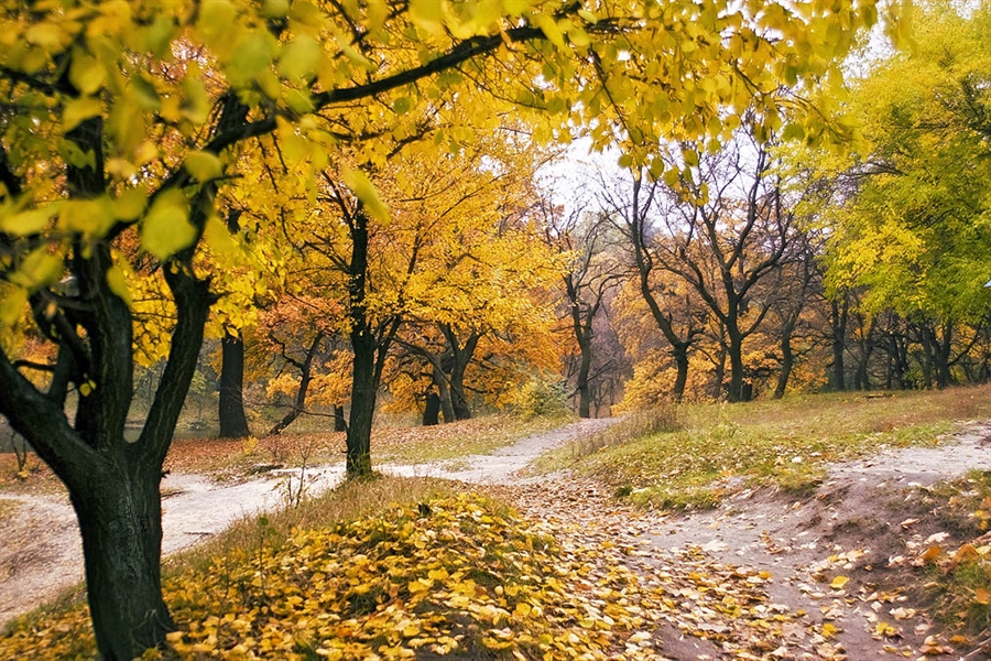 По тропинке осень шла. Золотая тропа. И октябрь кончается картинки. Осенний пейзаж светлый 1 октября название.