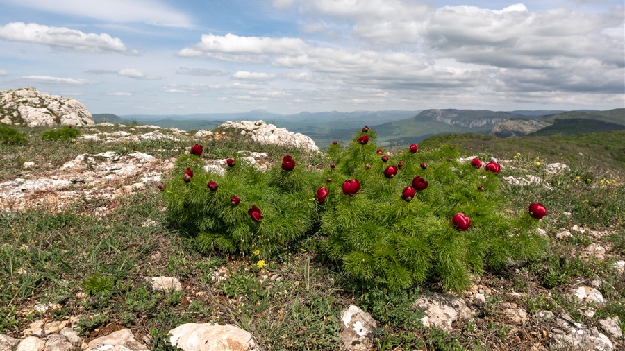 Дикий пион в крыму фото