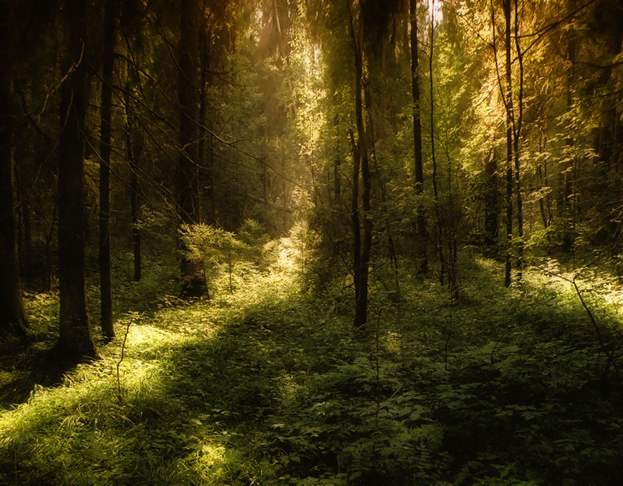 Освещение дорожек в лесу. Освещенный лес фото. Подсветка лесного участка.