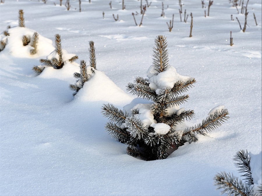 Елочки под снегом. Елка зимой. Маленькая ель в снегу. Маленькая елочка в лесу зимой. Маленькая елка в снегу.