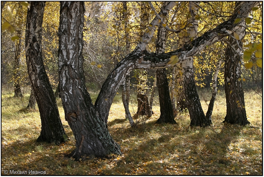 Жк богдановский лес. Богдановский лес.