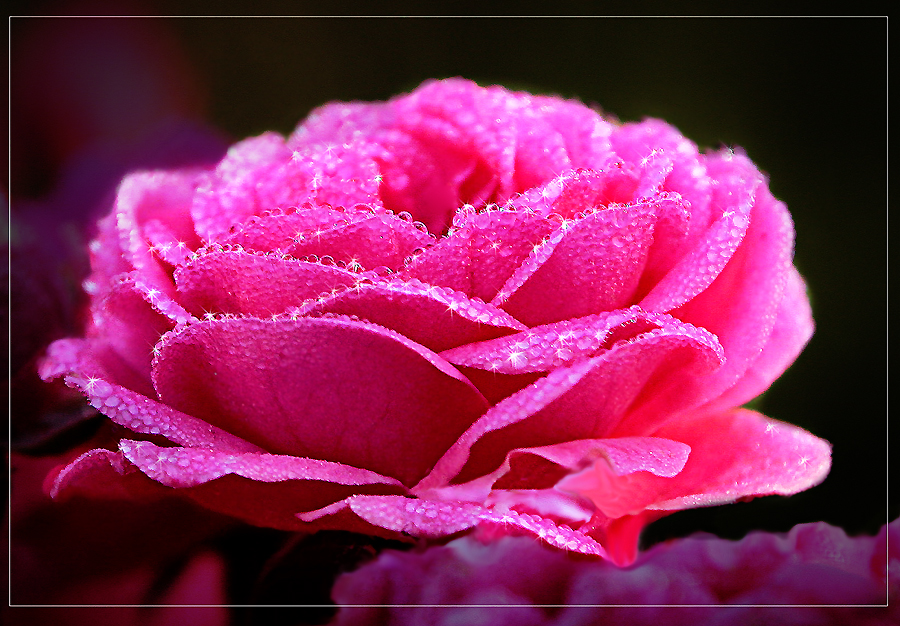 Красивая розы гиф. Анимационные цветы. Мерцающие цветы. Красивые гифки с цветами. Анимированные розы.