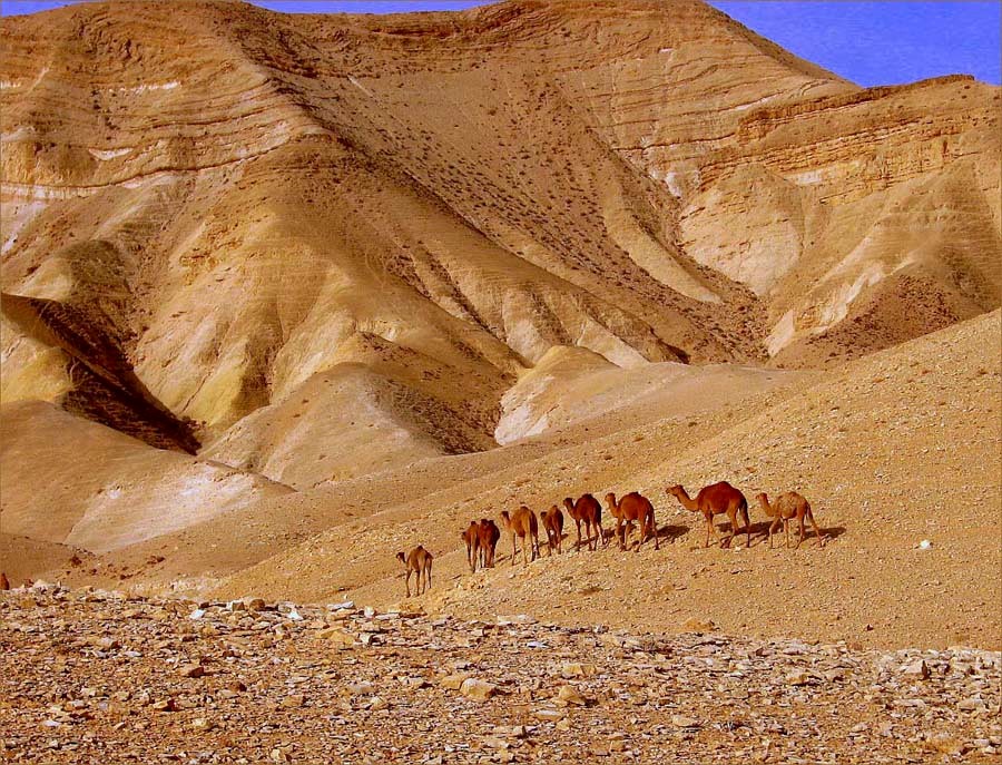 Караван автор. Дани Караван Негев. Температура в пустыне Негев в апреле. Эйлат палатки Караваны фото.