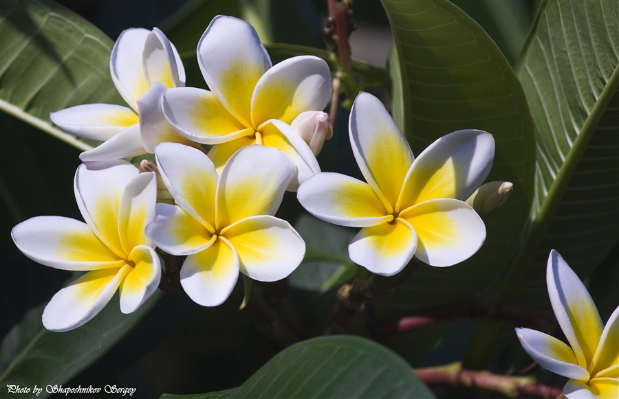 Плюмерия Plumeria d17 h100