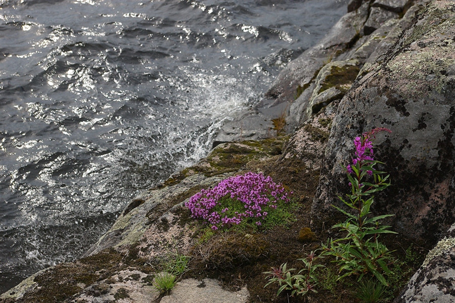 Ладожские шхеры Флора