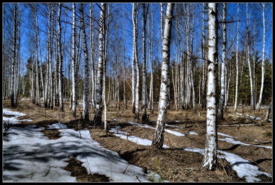 Весенний лес песня слушать. Береза ранней весной. Весенняя береза. Береза весной.