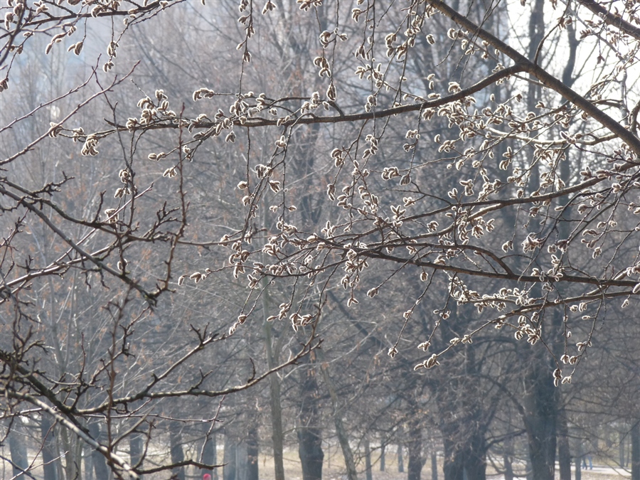 Прогулка весной фото