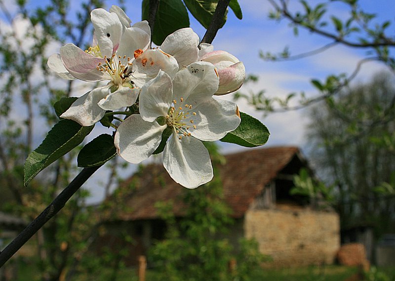 Весна в сербии