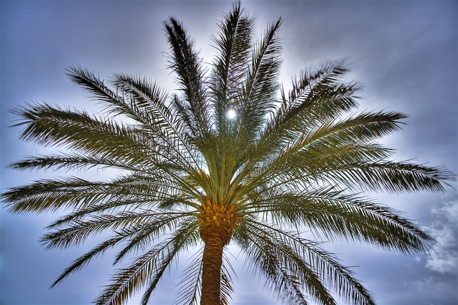 Какие бывают пальмы в природе фото и название