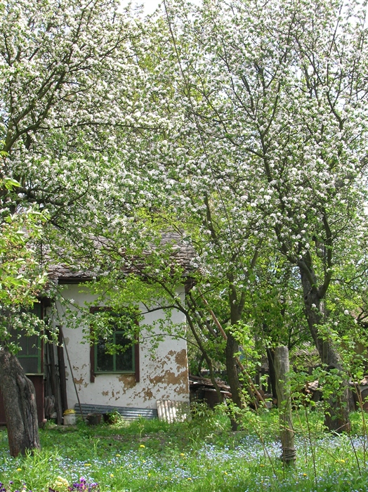 Вишневый сад фото сада