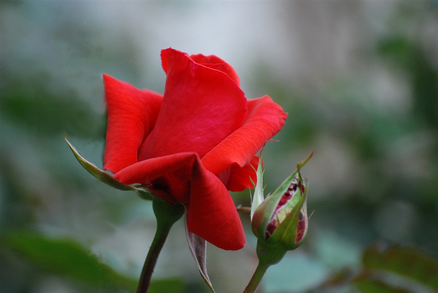 График выхода красные бутоны. Бутон розы. Бутон красной розы. Красивые бутоны роз.