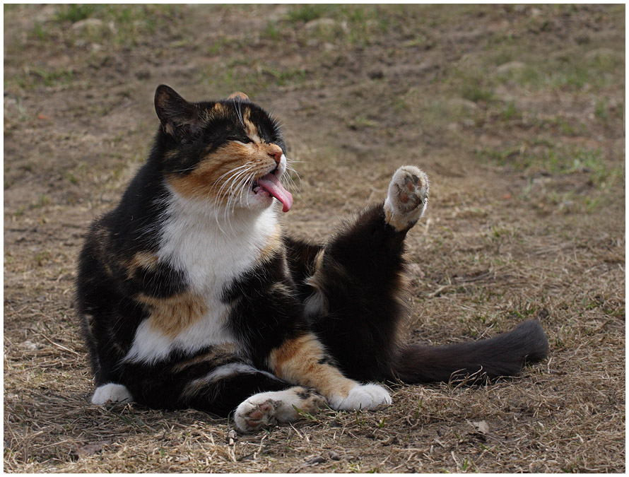 Бывший лижет. Кот показывает язык. Котик умывается. Кошка вылизывается. Кошка дурак.