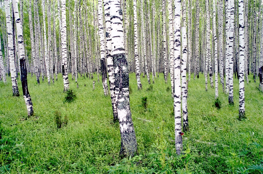 Пей лес. Различие белой и черной березы.