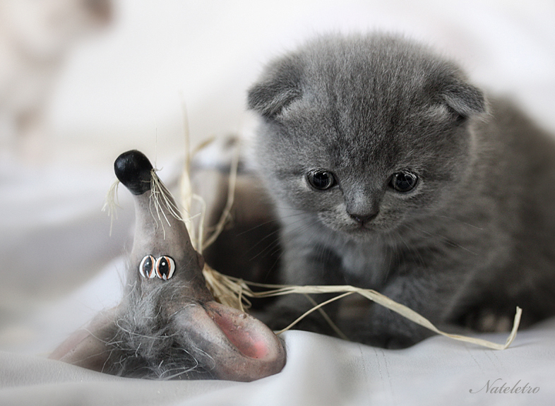 Котики мышки. Кошки-мышки. Котенок и мышь. Котенок и мышонок. Маленьких кошечек мышку.