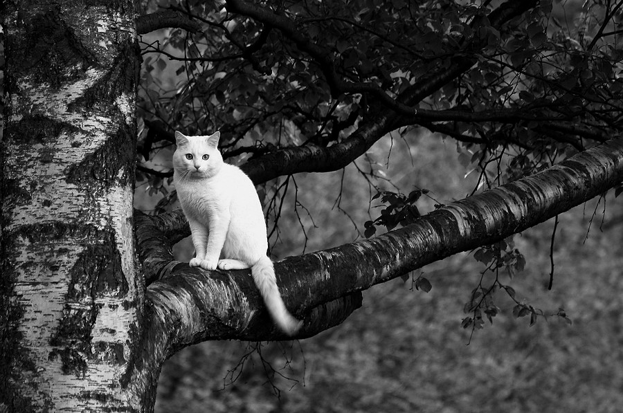 Кошка фото которая гуляла сама по себе фото