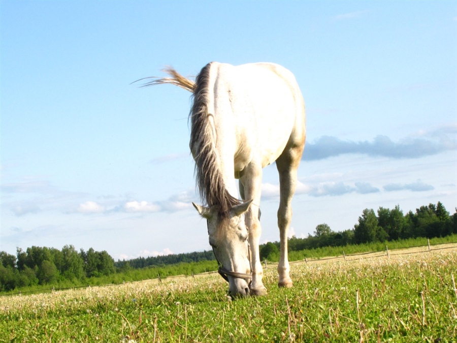 Маи лошадки. Солнечная лошадь. Лошадь и солнце. Лошадка и солнце. Sunny с конями.