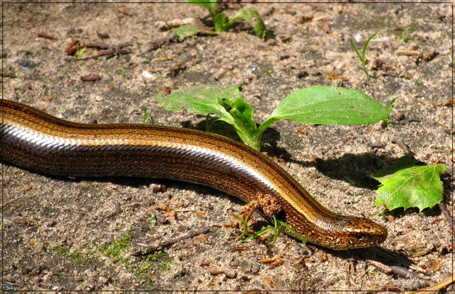 Змеи краснодарского края с фото