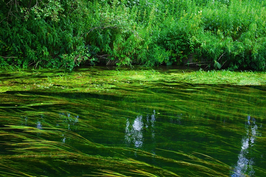 Тина в воде фото