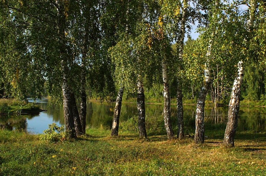 Лиски фото березка