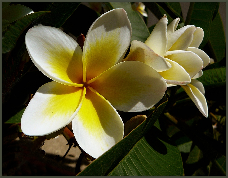 Плюмерия Plumeria d12 h20