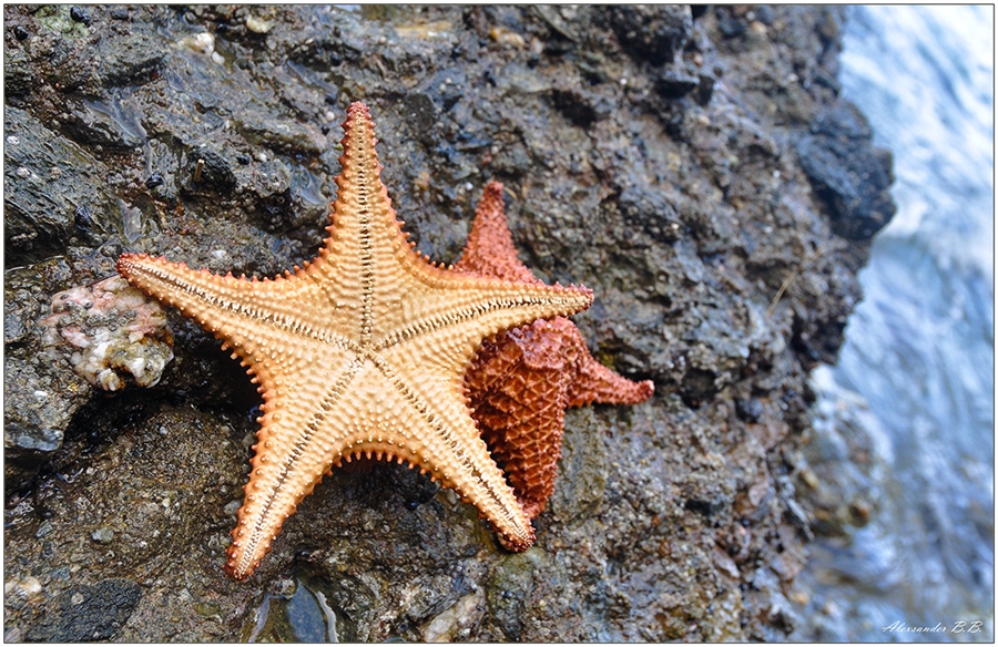 Найти морскую звезду. Шестиконечная морская звезда. Морская звезда гониактиниды. Солястер морская звезда. Морские звезды белого моря.