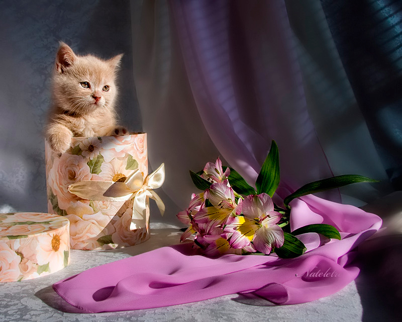 Котики с днем рождения фото