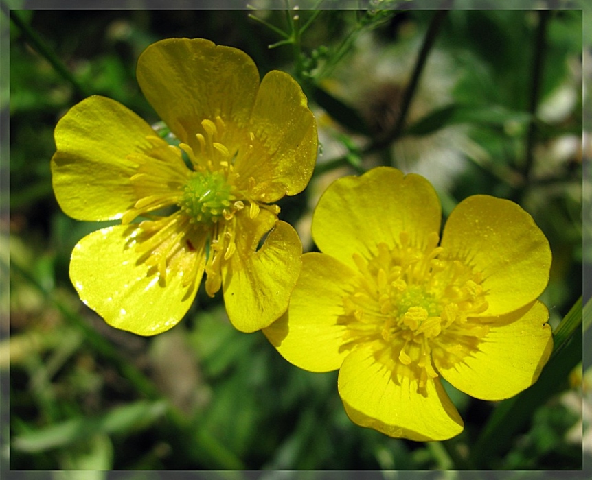 Лютик едкий (Ranúnculus Ácris