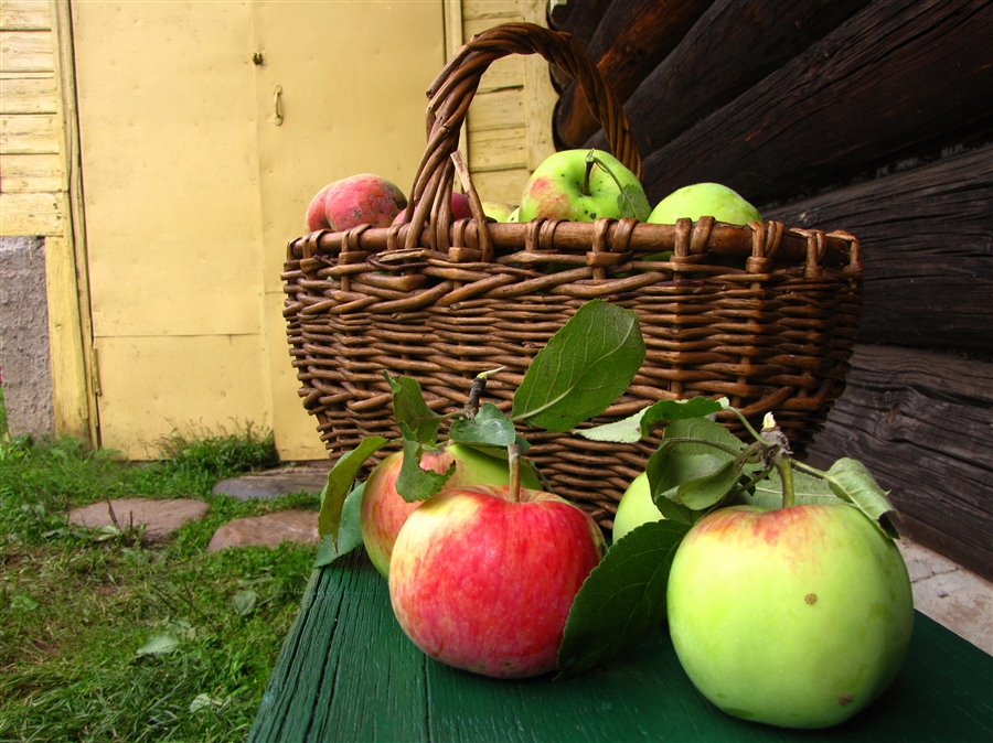 Яблоки яблочный спас. Яблочный спас фото. Яблочный спас порода деревьев. Яблочный спас фото яблок. Фотозона к яблочному спасу.